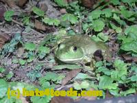 /home//u458753944/public_html/sourcegallery//Frogs/Bullfrogs 2020-09 Upper Merion/P9280692.JPG